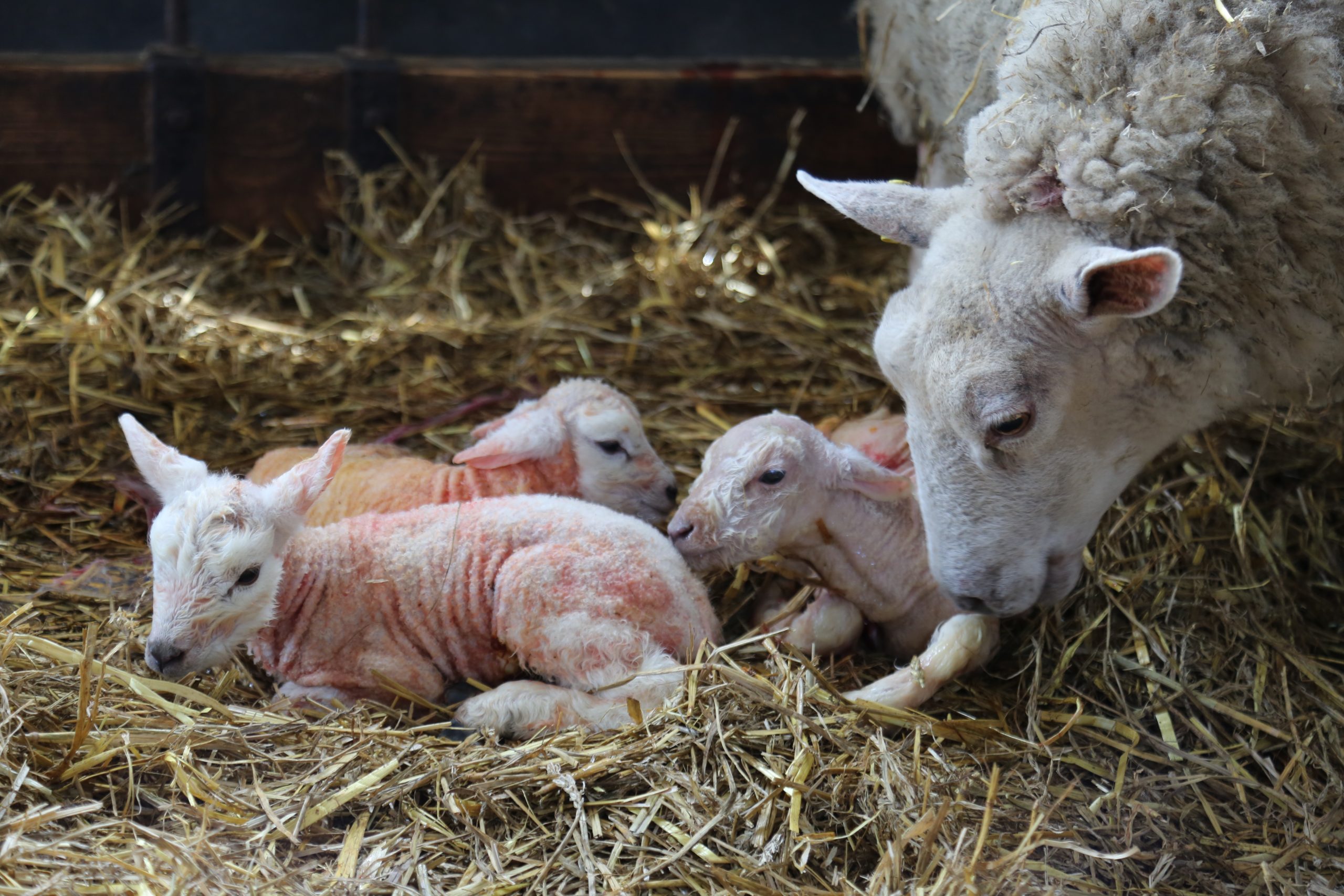 lamb-born-live-warning-contains-graphic-content-of-birth-cannon