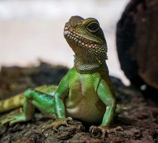 Cannon Hall Farm Reptile House