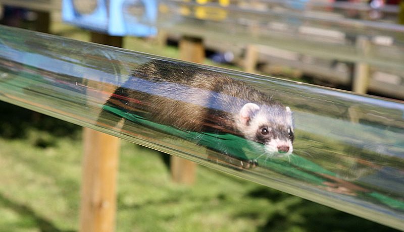 Ferret farms clearance