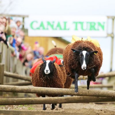 Sheep racing at Cannon Hall Farm