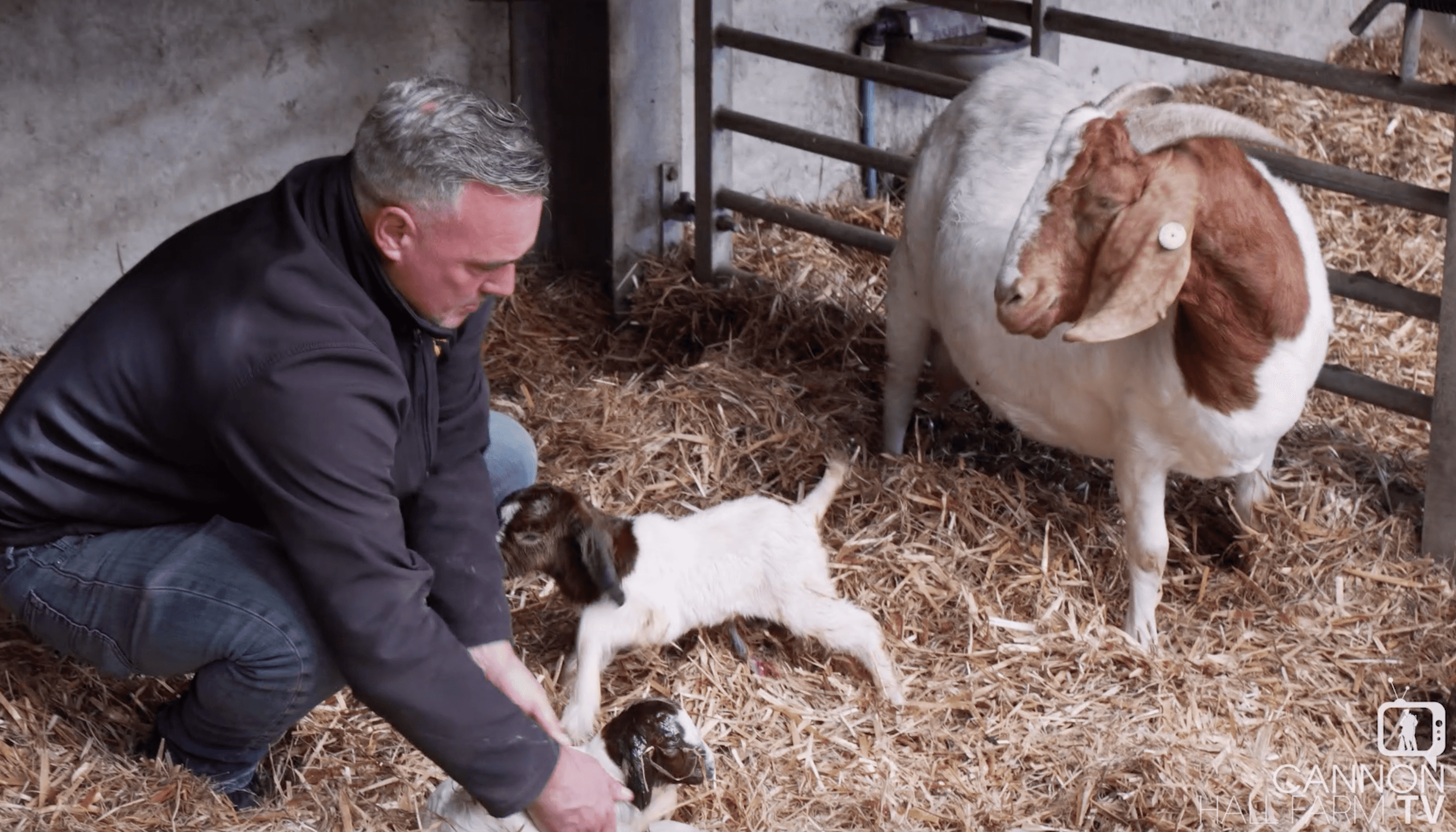 Boer Goat Kids Cannon Hall Farm