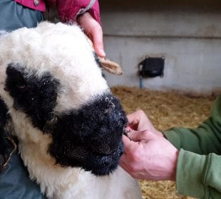 Trimming our Swiss Valais Sheep