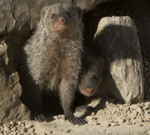 Our Mongoose on Cannon Hall Farm