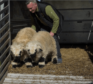 Our Swiss Valais ram twins Brussell and Sprout