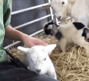 One of the tiniest goats on our farm has had kids