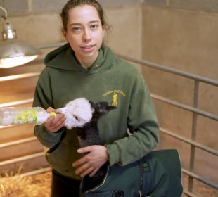 Kate bottle feeding Alpaca