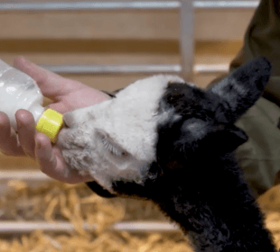 Bottle feeding alpaca