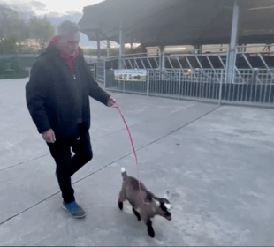 Farmer Dave training the sheep goat