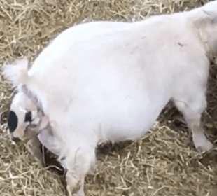 Goat giving birth at Cannon Hall Farm