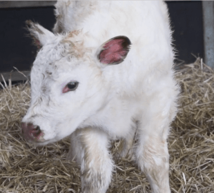 absolutely stunning pedigree shorthorn bull calf