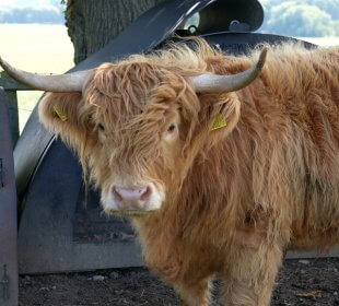 Photo of highland cow