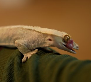 Photo of a gecko