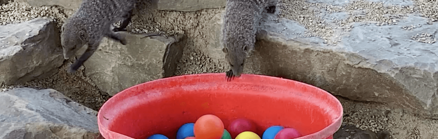 Photo of meerkats curiously looking into a ball pit
