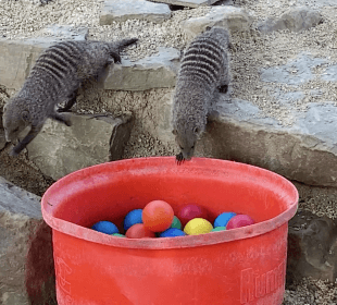 Photo of meerkats curiously looking into a ball pit