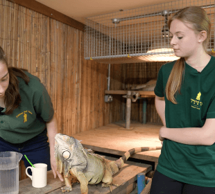 A photo of Kate in the reptile house with Iggy the Iguana