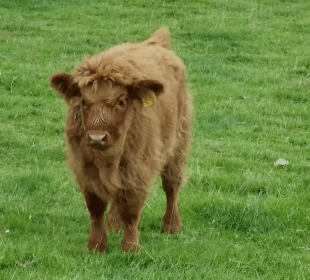 A photo of baby highland cow at Cannon Hall Farm