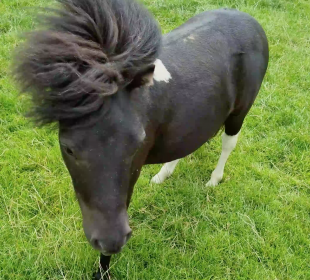 Photo of Shetland pony called Pony Hadley at Cannon Hall Farm