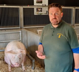 Farmer Daryl with pigs in an enclosure at Cannon Hall Farm