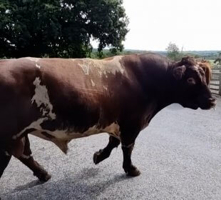 Photo of a brown and white cow