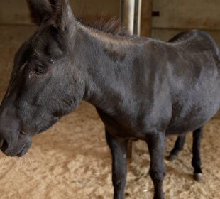 Photo of black horse at Cannon Hall Farm