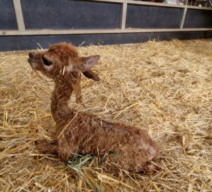 Photo of a newly born baby alpaca laying on straw at Cannon Hall Farm