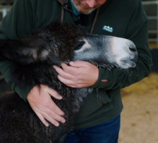 Photo of a donkey being held by a member of the Cannon Hall Farm team