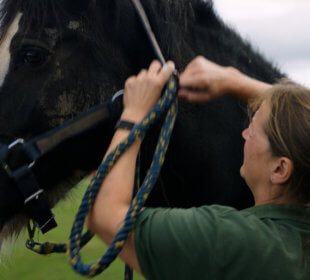 Photo of a shire horse having a head collar put on