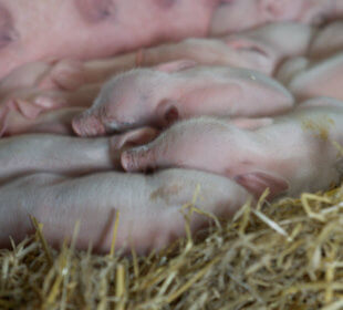 Sleeping piglets