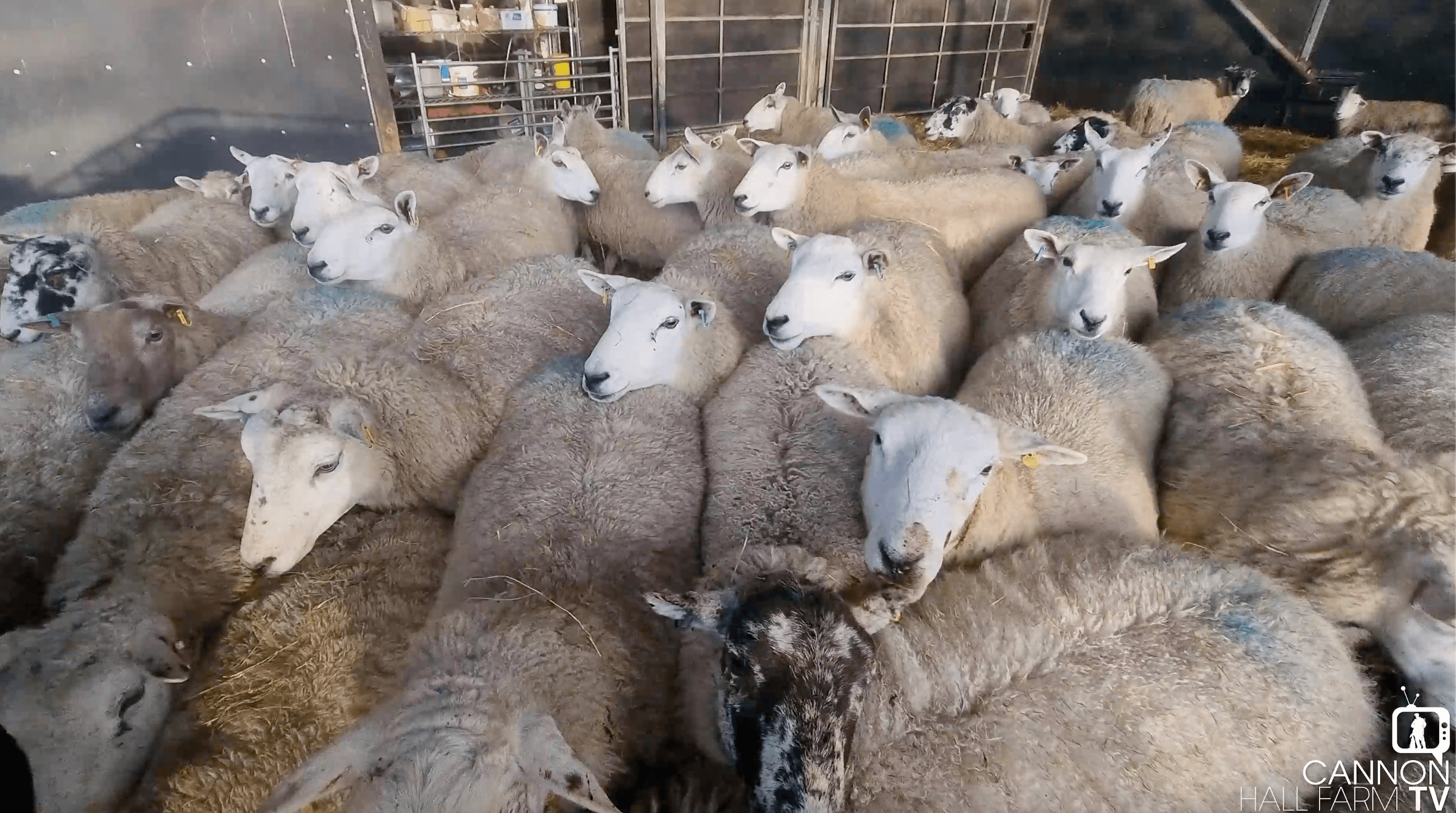 Farmer Alex and the roundhouse sheep | Cannon Hall Farm