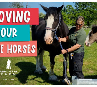 Moving our Shire Horses