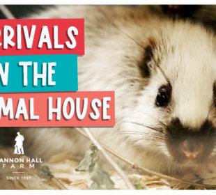 arrivals in the mammal house