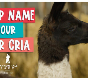 Help name our Cria