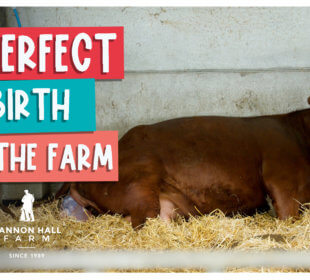 A perfect. birth at the farm