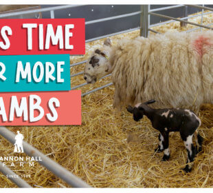 It's time for more lambs