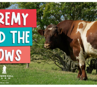 Jeremy and the cows