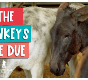 The donkeys are due