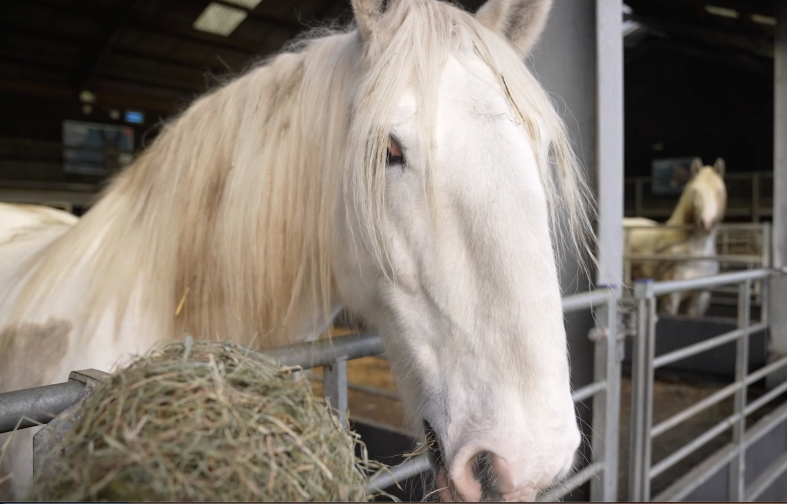 When will Sapphire have her foal? | Cannon Hall Farm